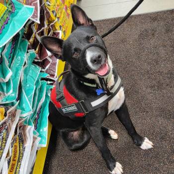 Diego -  Cattle Dog and Black Labrador Retriever Dog for Adoption in Potomac, Maryland - Diego | PetCurious
