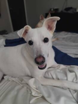 Rescue White German Shepherd Dogs for Adoption in Londonderry, New Hampshire - Raina | PetCurious