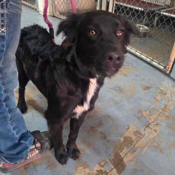Andy -  Mixed Breed Dog for Adoption in Duncan, Oklahoma - Andy | PetCurious
