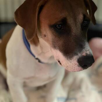 Basset Hound Dogs Available for Adoption in Rockville, Maryland - Bruiser | PetCurious