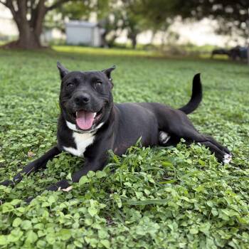 Frito -  American Staffordshire Terrier Dog for Adoption in Harlingen, Texas - Frito | PetCurious