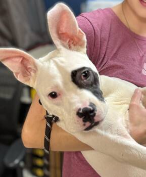 Chicago -  Bulldog Dog for Adoption in Ellicott City, Maryland - Chicago | PetCurious