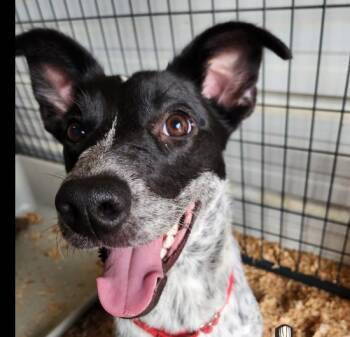 Rescue Australian Cattle Dog Blue Heeler Dogs for Adoption in Burlington, Washington - Missy | PetCurious