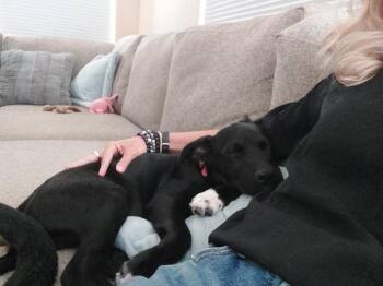 Shepherd Dogs Available for Adoption in Lafayette, Colorado - Axel | PetCurious