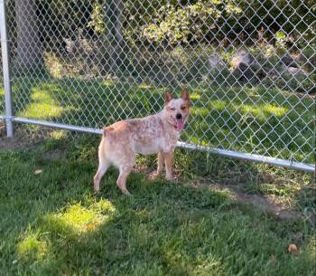 ACD X Corgi Charlie -  Australian Cattle Dog Blue Heeler and Corgi Dog for Adoption in Linden, Michigan - ACD X Corgi Charlie | PetCurious