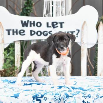 Labrador Retriever Dogs Available for Adoption - Nala | PetCurious