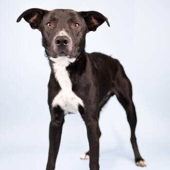 Ramon -  Mixed Breed Dog for Adoption in Portland, Oregon - Ramon | PetCurious