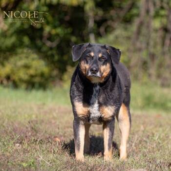 Rescue Coonhound and Mixed Breed Dogs for Adoption in Henderson, Kentucky - Sarah | PetCurious