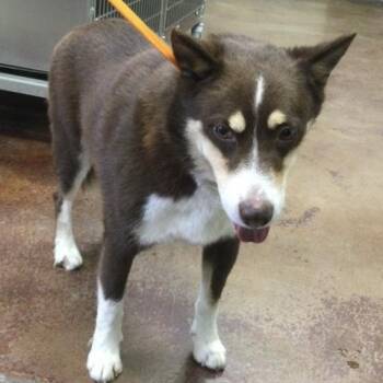 HENRY -  Siberian Husky and Mixed Breed Dog for Adoption in Thousand Palms, California - HENRY | PetCurious
