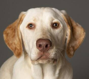 Yellow Labrador Retriever Dogs Available for Adoption in Chicago, Illinois - Winnie | PetCurious