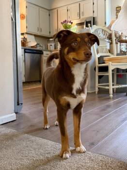Australian Shepherd Dogs Available for Adoption in Blue Springs, Missouri - MIla | PetCurious