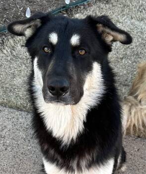 German Shepherd Dog Dogs Available for Adoption in Mckinney, Texas - Bingo | PetCurious