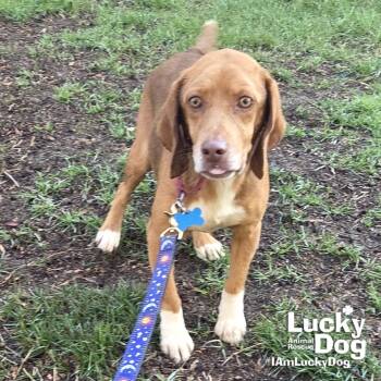 Beagle Dogs Available for Adoption - Kenny | PetCurious