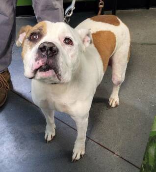 Pit Bull Terrier Dogs Available for Adoption - Pen 128c Bernie | PetCurious