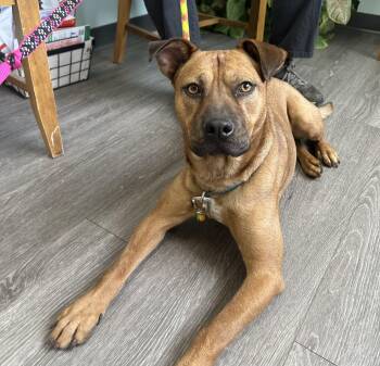 Forrest -  Boxer Dog for Adoption in Medfield, Massachusetts - Forrest | PetCurious
