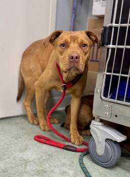 Rescue Mixed Breed Dogs for Adoption in Danielsville, Georgia - Jewell Dog 6 | PetCurious