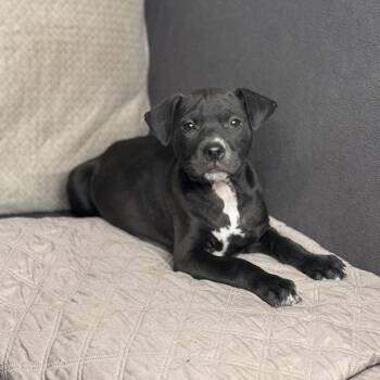 American Staffordshire Terrier and Pit Bull Terrier Dogs Available for Adoption - Kash | PetCurious