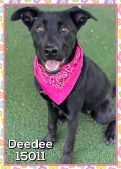 Rescue Labrador Retriever Dogs for Adoption in Marietta, Georgia - Deedee (82) | PetCurious