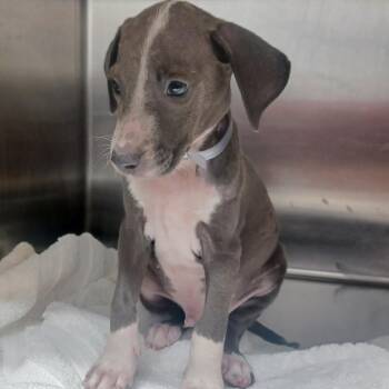 Sunny -  Terrier and Whippet Dog for Adoption in Hattiesburg, Mississippi - Sunny | PetCurious