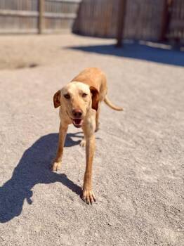 Labrador Retriever and Hound Dogs Available for Adoption in Muskegon, Michigan - Sheldon | PetCurious