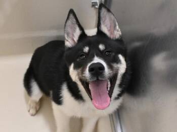 Sookie -  Siberian Husky Dog for Adoption in Portland, Oregon - Sookie | PetCurious