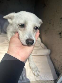 RAMONA -  Mixed Breed Dog Available for Adoption in West Palm Beach, Florida - RAMONA | PetCurious