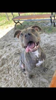 Luna -  Pit Bull Terrier and American Staffordshire Terrier Dog for Adoption in Carmel Hamlet, New York - Luna | PetCurious