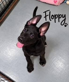 Floppy -  Shepherd Dog for Adoption in Momence, Illinois - Floppy | PetCurious