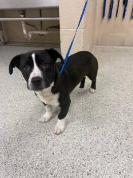 Cardigan Welsh Corgi and Mixed Breed Dogs Available for Adoption in Conroe, Texas - A427453 | PetCurious