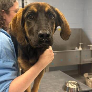 German Shepherd Dog and Mixed Breed Dogs Available for Adoption in Martinsville, Virginia - Fancy | PetCurious