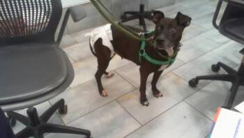 SASHA -  American Bulldog Dog for Adoption in Charlotte, North Carolina - SASHA | PetCurious