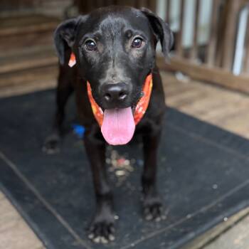Rescue Black Labrador Retriever Dogs for Adoption in Parrish, Alabama - Wakka | PetCurious