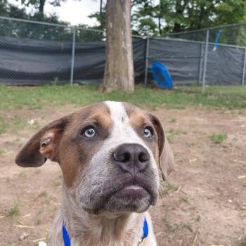 Cattle Dog and Mixed Breed Dogs Available for Adoption in Springfield, Illinois - Rudy | PetCurious