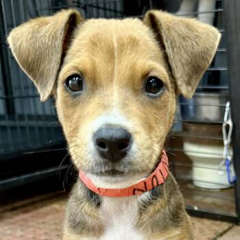 Wonton -  Beagle and Terrier Dog for Adoption in Jefferson, New Jersey - Wonton | PetCurious