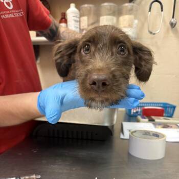 Knox -  Terrier Dog for Adoption in Birmingham, Alabama - Knox | PetCurious