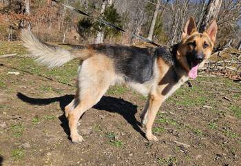 German Shepherd Dog Dogs Available for Adoption - Sammy | PetCurious