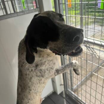Cowboy -  Bluetick Coonhound Dog for Adoption in Blairsville, Georgia - Cowboy | PetCurious