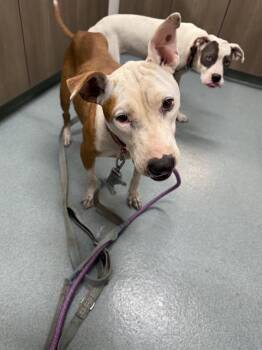 Rescue Pit Bull Terrier and Labrador Retriever Dogs for Adoption in Baytown, Texas - MANCHA | PetCurious