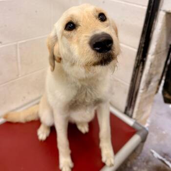 Golden Retriever Dogs Available for Adoption in Evensville, Tennessee - Katrina | PetCurious