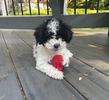 Poodle and Mixed Breed Dogs Available for Adoption in Ellicott City, Maryland - Domino | PetCurious