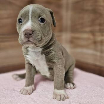 Pit Bull Terrier and Mixed Breed Dogs Available for Adoption in Griswold, Connecticut - Nala | PetCurious