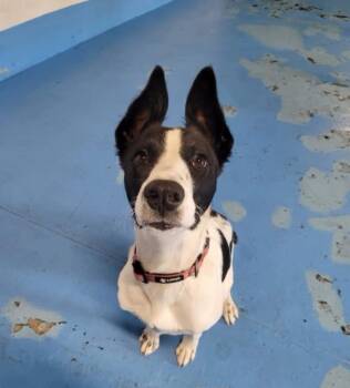 Rescue Border Collie Dogs for Adoption in Redondo Beach, California - Panda Bear-ADOPT Me!! | PetCurious