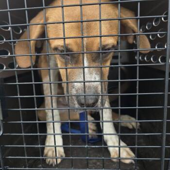 Ninja -  Hound Dog for Adoption in Greensboro, North Carolina - Ninja | PetCurious