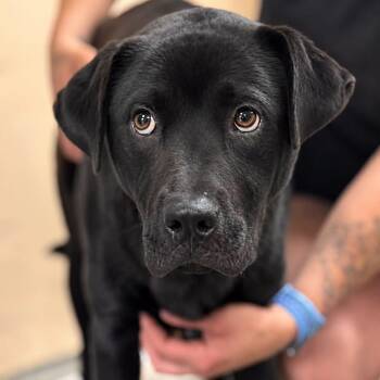 TED LASSO -  Labrador Retriever Dog for Adoption in Cranston, Rhode Island - TED LASSO | PetCurious