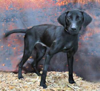 Ember -  Labrador Retriever Dog for Adoption in Lexington, Virginia - Ember | PetCurious