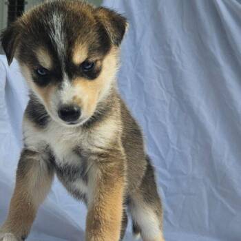 Joker -  Siberian Husky Dog for Adoption in Kirksville, Missouri - Joker | PetCurious