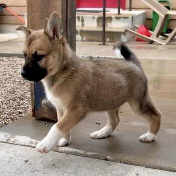 Kino / Figgis -  Husky and Shepherd Dog for Adoption in Lander, Wyoming - Kino / Figgis | PetCurious
