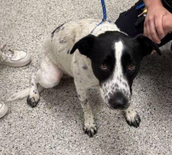 Wiggles -  Mixed Breed Dog for Adoption in Kansas City, Missouri - Wiggles | PetCurious