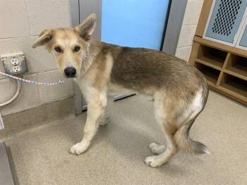 EUGENE -  Siberian Husky and Mixed Breed Dog for Adoption in Grand Prairie, Texas - EUGENE | PetCurious