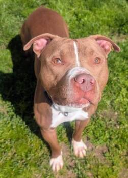 American Staffordshire Terrier and Mixed Breed Dogs Available for Adoption in Akron, Ohio - RALPHIE | PetCurious